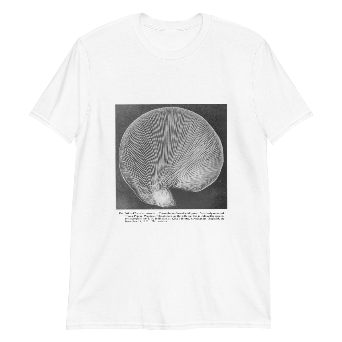 Pleurotus ostreatus