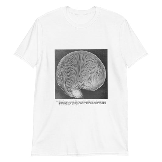 Pleurotus ostreatus